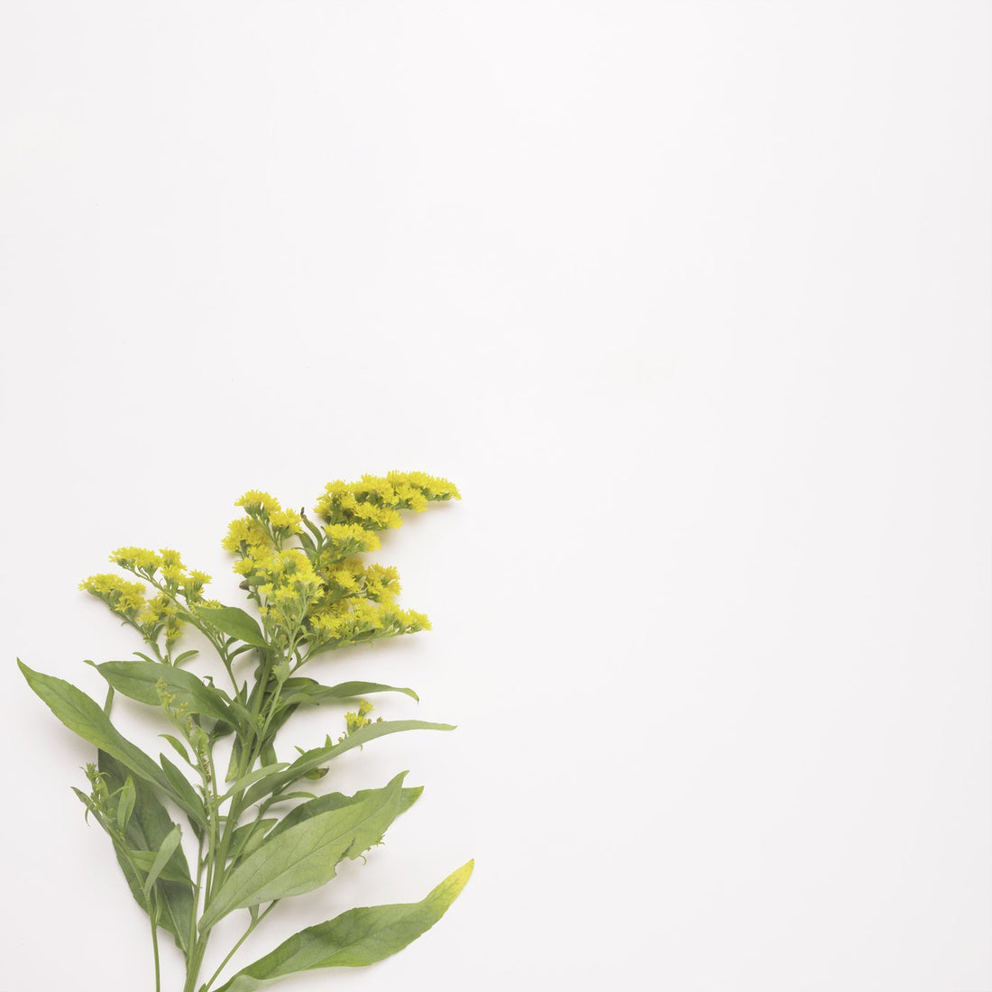 Fresh green botanical plant with leaves