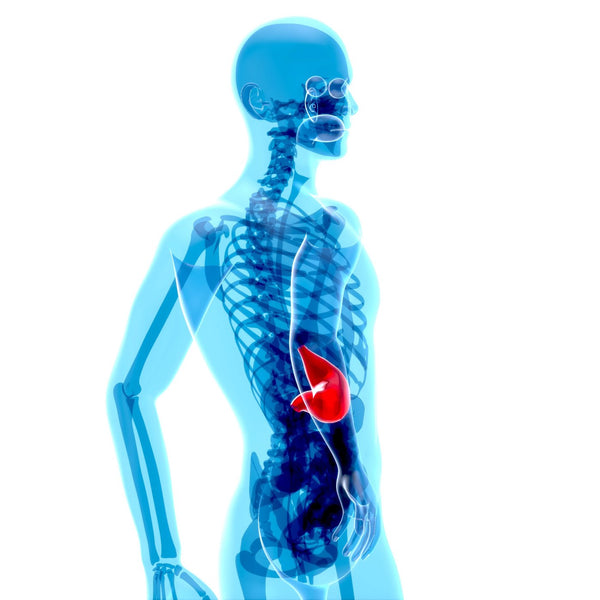 Abstract 3D medical illustration of a human organ