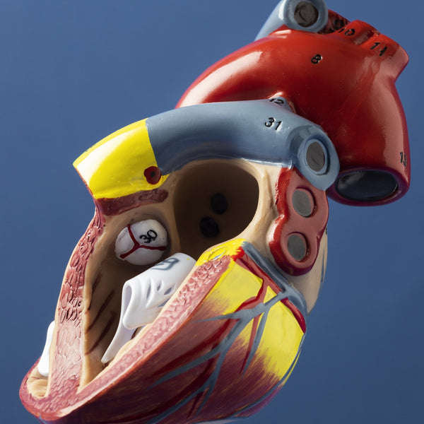 Anatomical model of a human heart