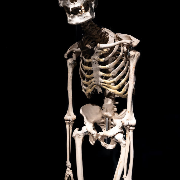 Human skeleton anatomical model on a dark background