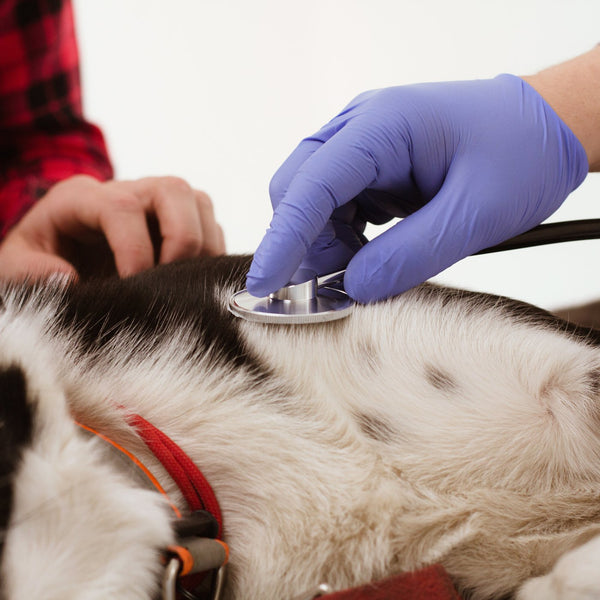 Veterinarian examining a dog with a stethoscope
