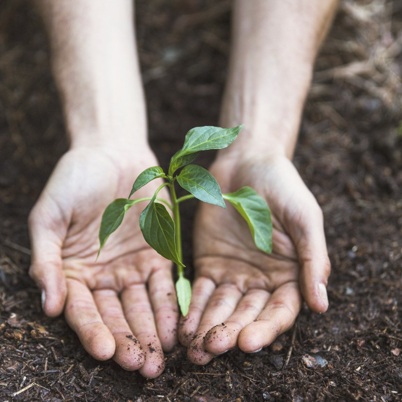 Scrub Caps Planting Trees In Yorkshire – Medicus Caps