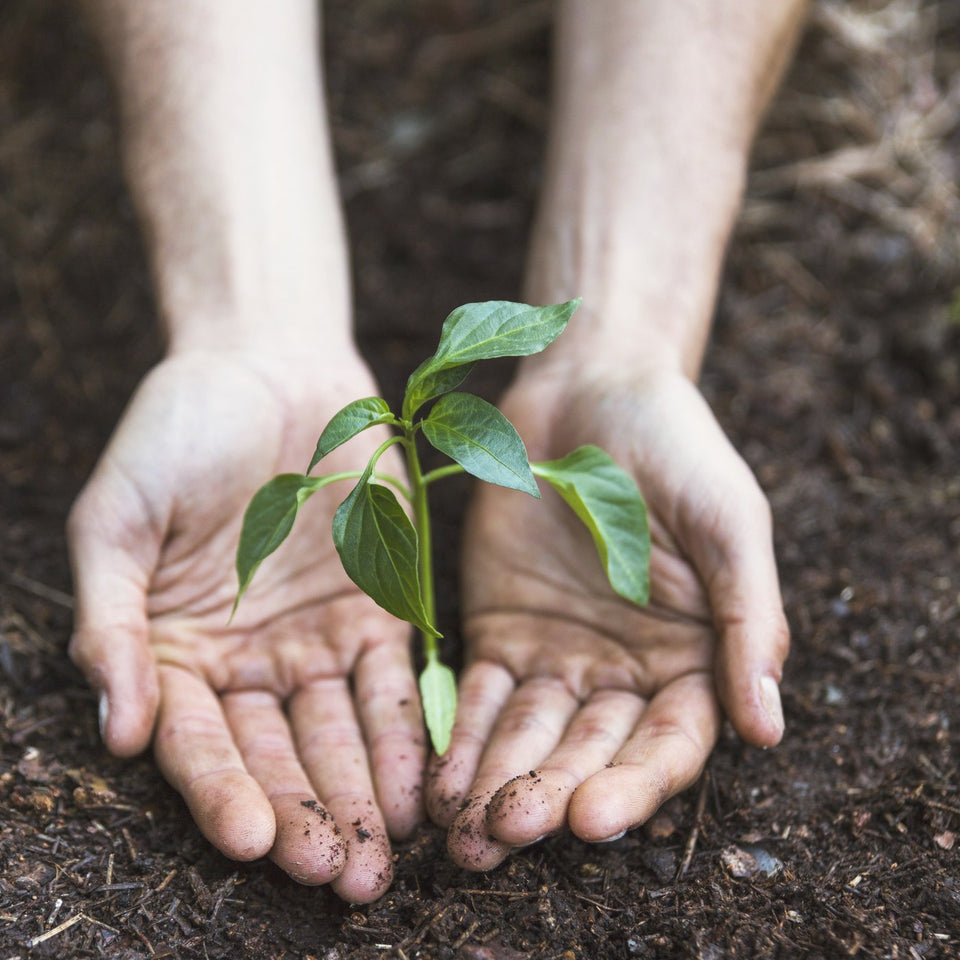 Hands planting a tree sapling in soil